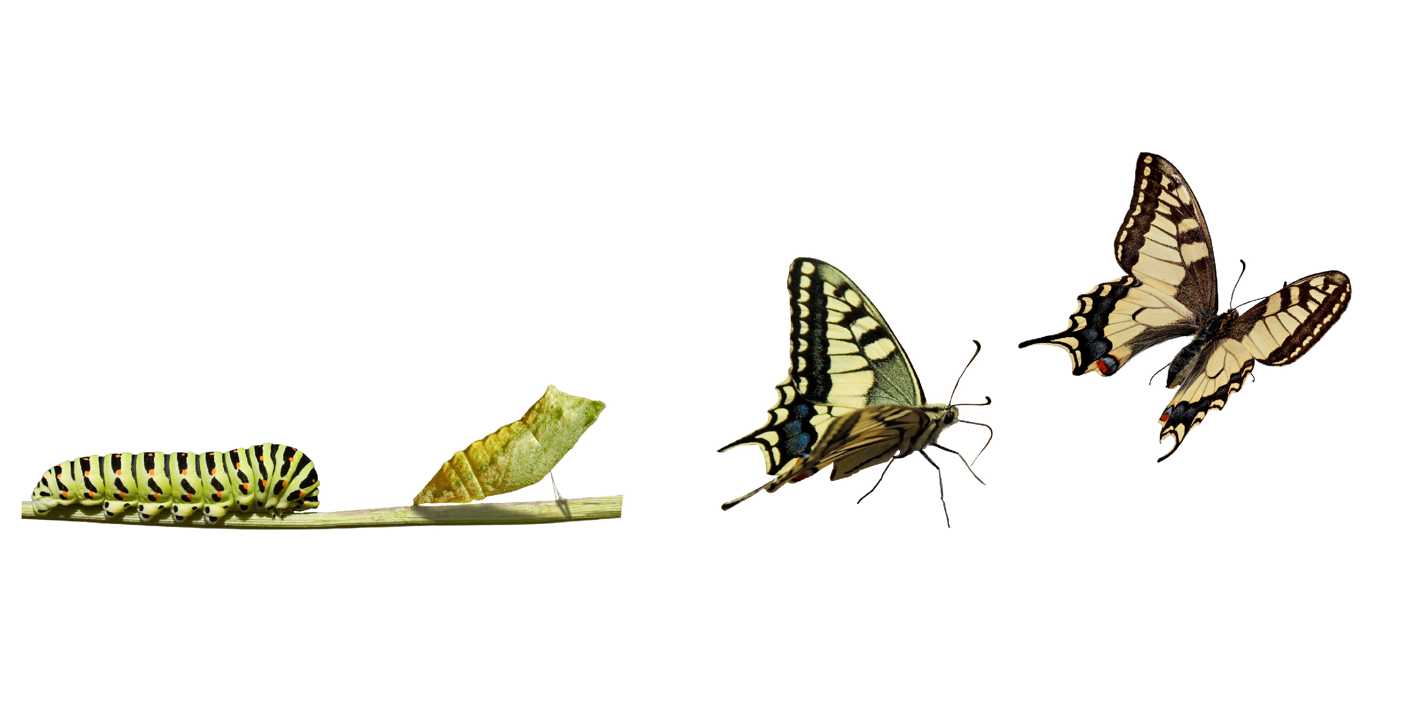 Metamorfosis
